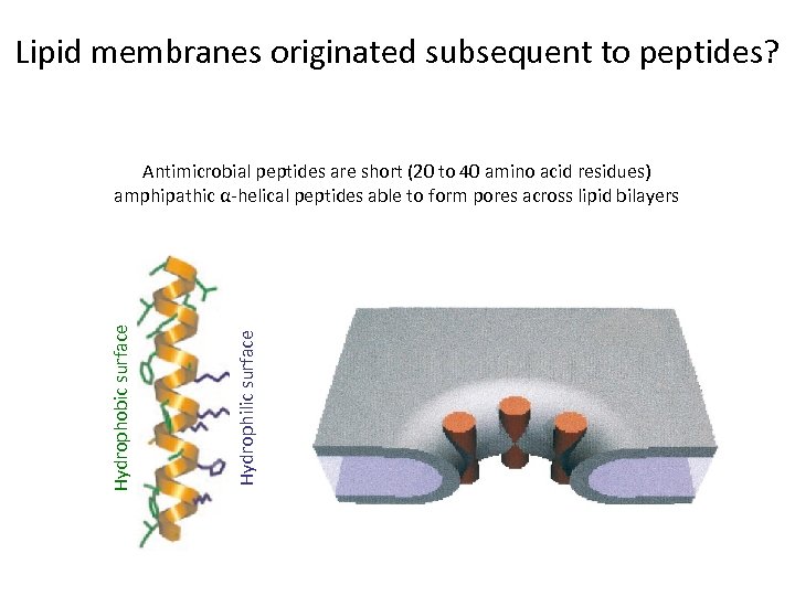 Lipid membranes originated subsequent to peptides? Hydrophilic surface Hydrophobic surface Antimicrobial peptides are short