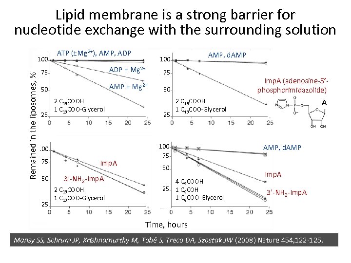 Lipid membrane is a strong barrier for nucleotide exchange with the surrounding solution Remained