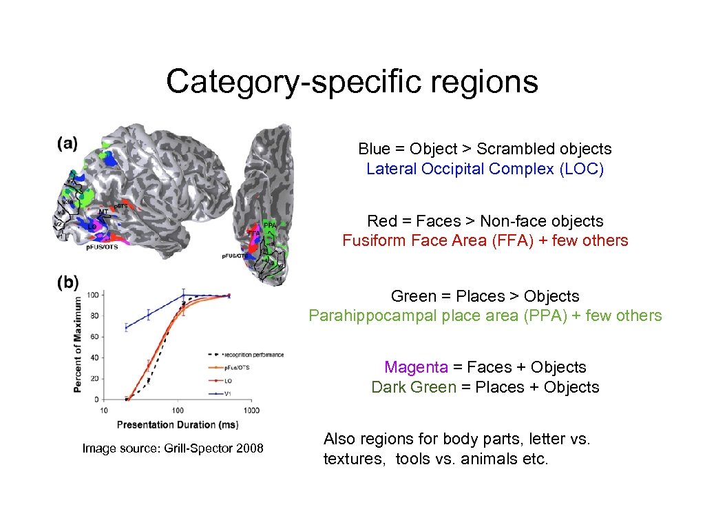 Category-specific regions Blue = Object > Scrambled objects Lateral Occipital Complex (LOC) Red =