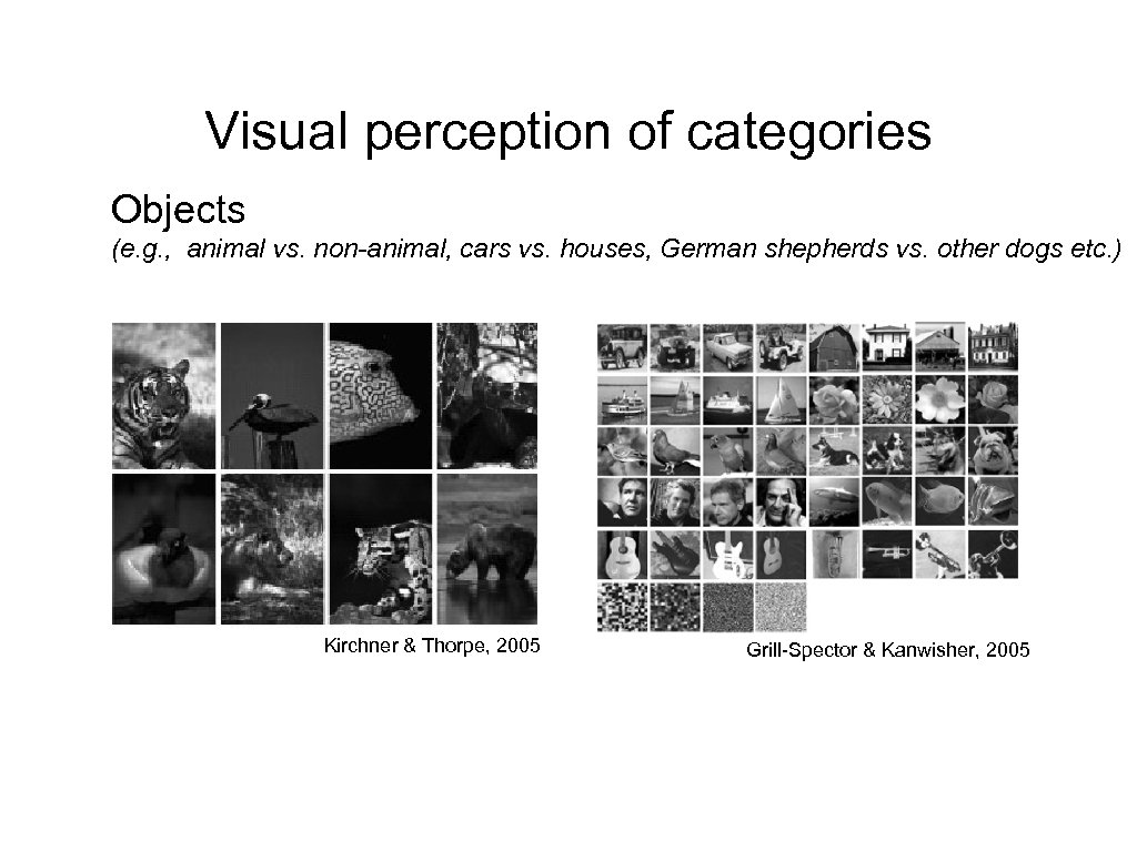 Visual perception of categories Objects (e. g. , animal vs. non-animal, cars vs. houses,