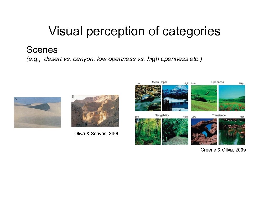 Visual perception of categories Scenes (e. g. , desert vs. canyon, low openness vs.