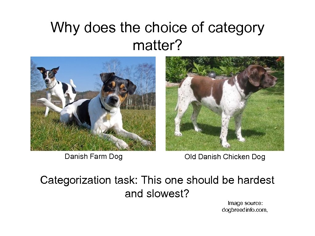 Why does the choice of category matter? Danish Farm Dog Old Danish Chicken Dog