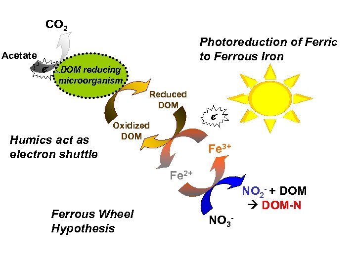 CO 2 Photoreduction of Ferric to Ferrous Iron Acetate e- DOM reducing microorganism Reduced