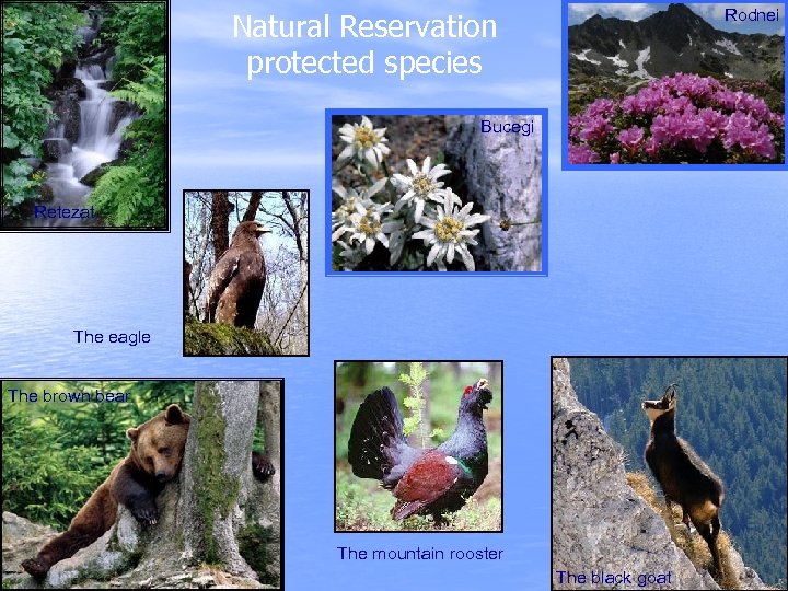 Rodnei Natural Reservation protected species Bucegi Retezat The eagle The brown bear The mountain