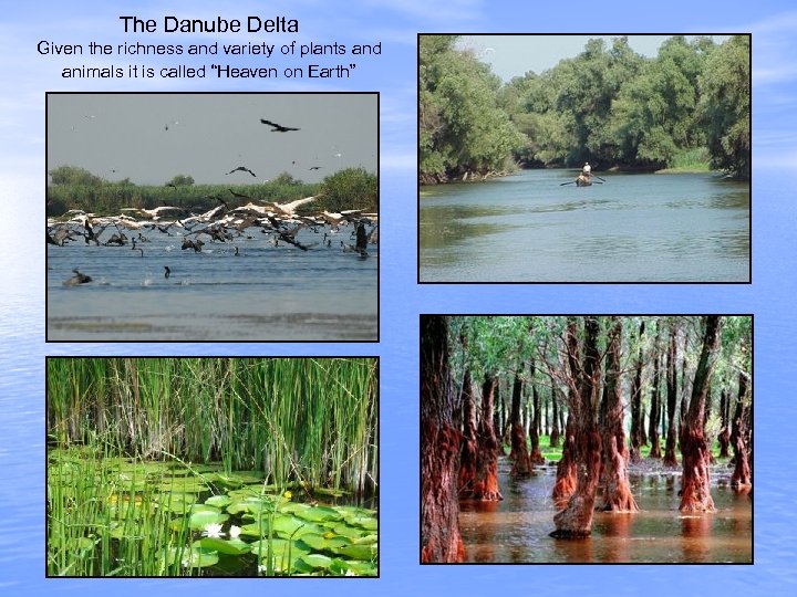 The Danube Delta Given the richness and variety of plants and animals it is
