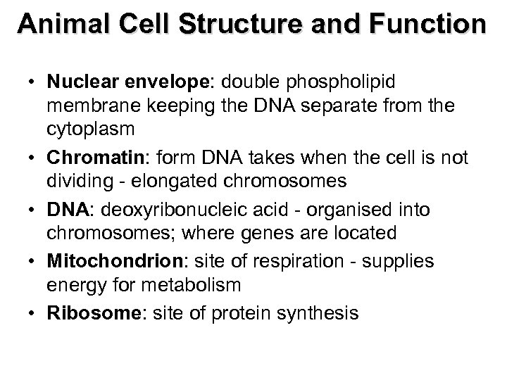 Animal Cell Structure and Function • Nuclear envelope: double phospholipid membrane keeping the DNA
