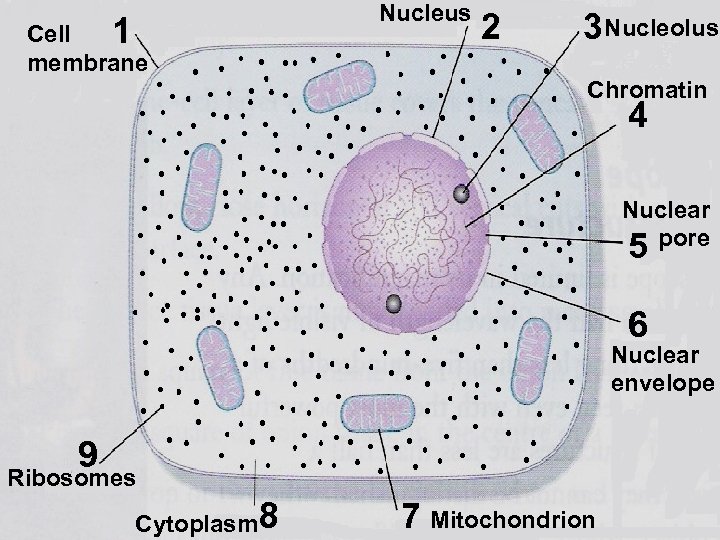 Cell 1 membrane Nucleus 2 3 Nucleolus Chromatin 4 Nuclear 5 pore 6 Nuclear