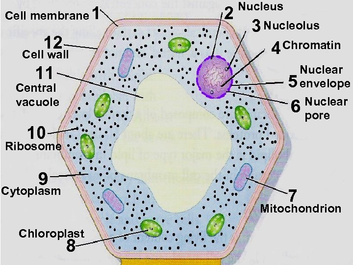 Cell membrane 1 12 Cell wall 2 Nucleus 3 Nucleolus 4 Chromatin Nuclear 5