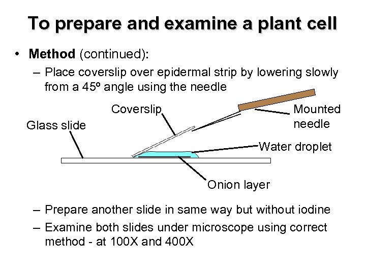 To prepare and examine a plant cell • Method (continued): – Place coverslip over