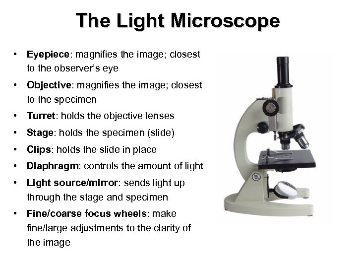 The Light Microscope • Eyepiece: magnifies the image; closest to the observer’s eye •
