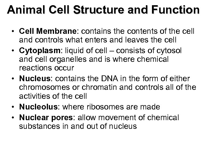 Animal Cell Structure and Function • Cell Membrane: contains the contents of the cell