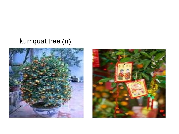 kumquat tree (n) 