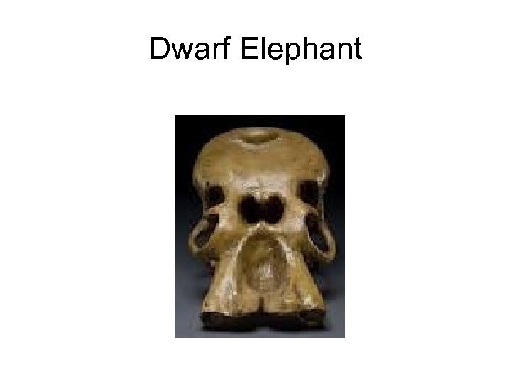 Dwarf Elephant 