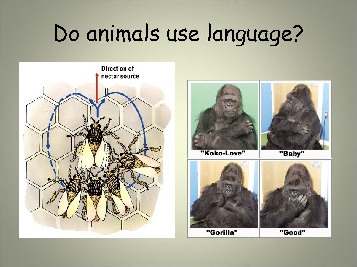 Do animals use language? 