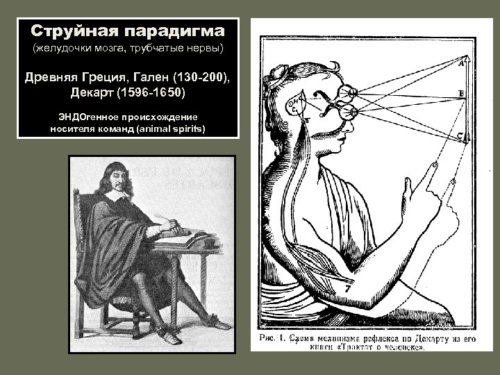 Струйная парадигма (желудочки мозга, трубчатые нервы) Древняя Греция, Гален (130 -200), Декарт (1596 -1650)