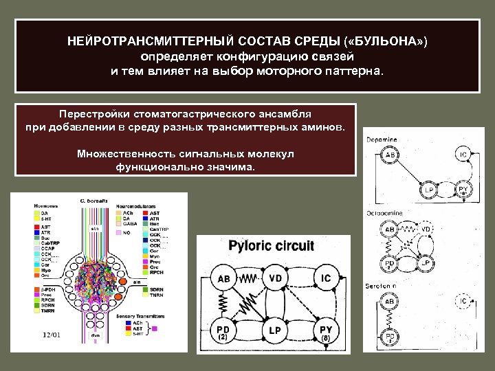 НЕЙРОТРАНСМИТТЕРНЫЙ СОСТАВ СРЕДЫ ( «БУЛЬОНА» ) определяет конфигурацию связей и тем влияет на выбор