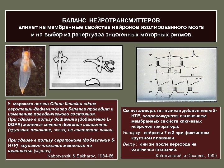 БАЛАНС НЕЙРОТРАНСМИТТЕРОВ влияет на мембранные свойства нейронов изолированного мозга и на выбор из репертуара