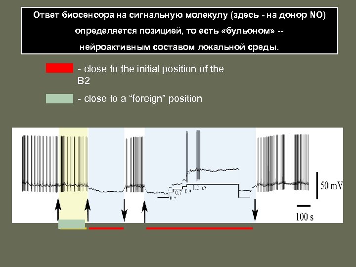 Ответ биосенсора на сигнальную молекулу (здесь - на донор NO) определяется позицией, то есть