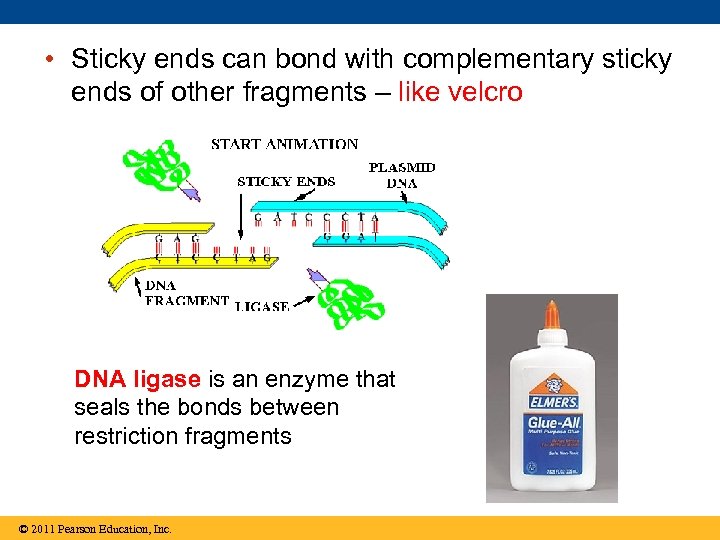  • Sticky ends can bond with complementary sticky ends of other fragments –