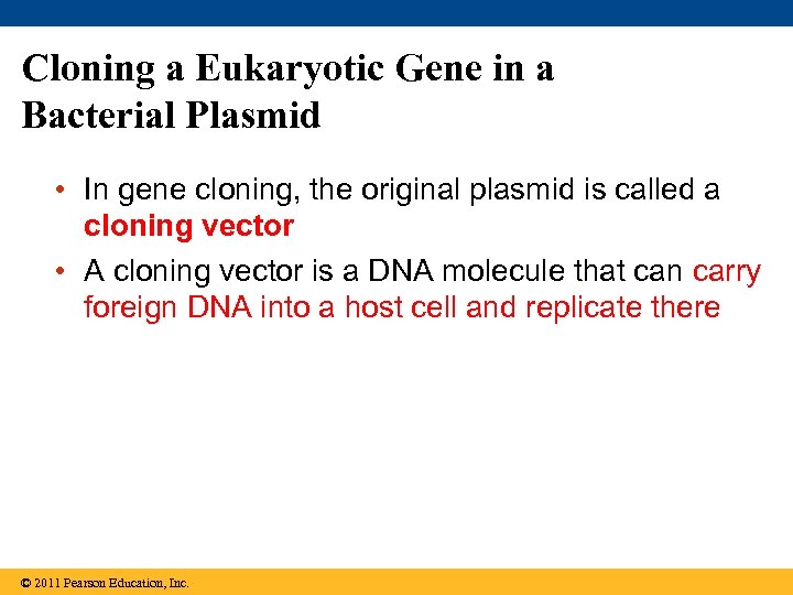 Cloning a Eukaryotic Gene in a Bacterial Plasmid • In gene cloning, the original