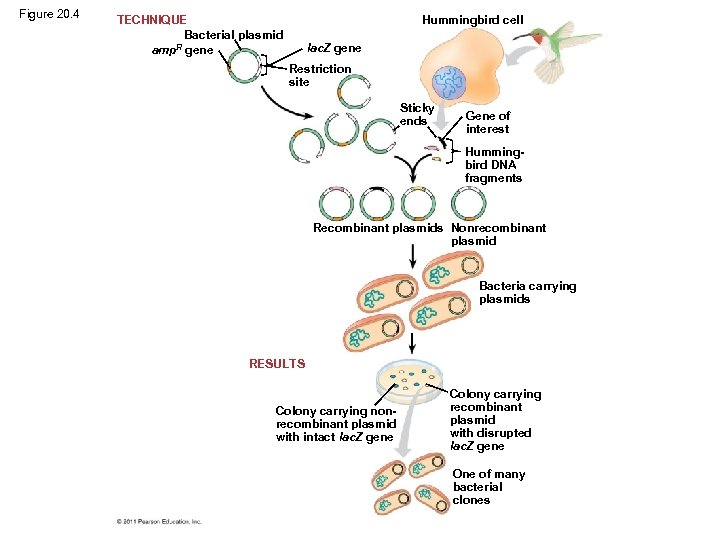 Figure 20. 4 TECHNIQUE Bacterial plasmid R gene amp Hummingbird cell lac. Z gene