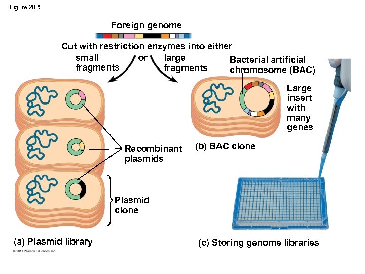Figure 20. 5 Foreign genome Cut with restriction enzymes into either small large or