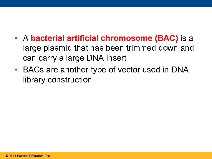  • A bacterial artificial chromosome (BAC) is a large plasmid that has been