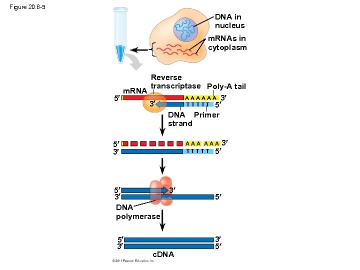 Figure 20. 6 -5 DNA in nucleus m. RNAs in cytoplasm Reverse transcriptase Poly-A