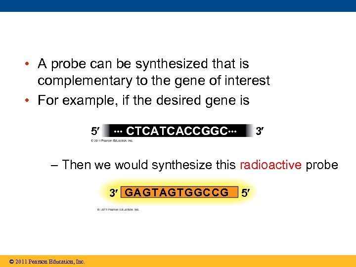  • A probe can be synthesized that is complementary to the gene of