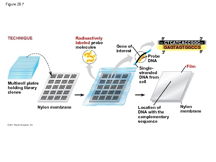 Figure 20. 7 Radioactively labeled probe molecules TECHNIQUE Gene of interest Probe DNA Multiwell