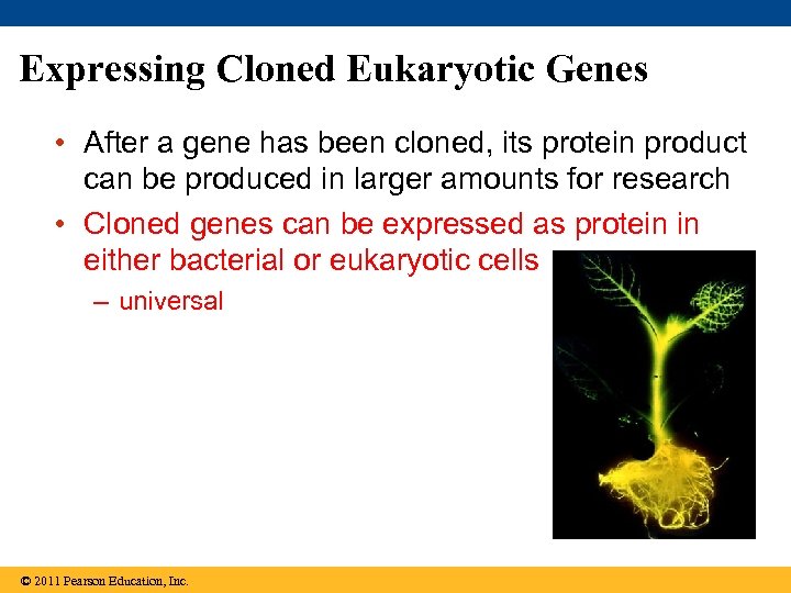 Expressing Cloned Eukaryotic Genes • After a gene has been cloned, its protein product