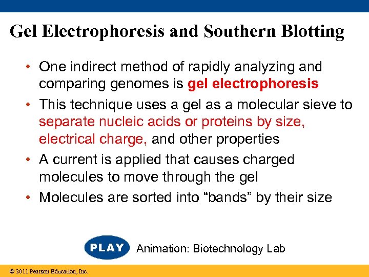 Gel Electrophoresis and Southern Blotting • One indirect method of rapidly analyzing and comparing