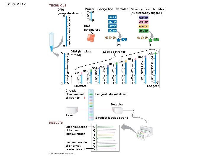 Figure 20. 12 TECHNIQUE DNA (template strand) 5 C 3 5 3 T G