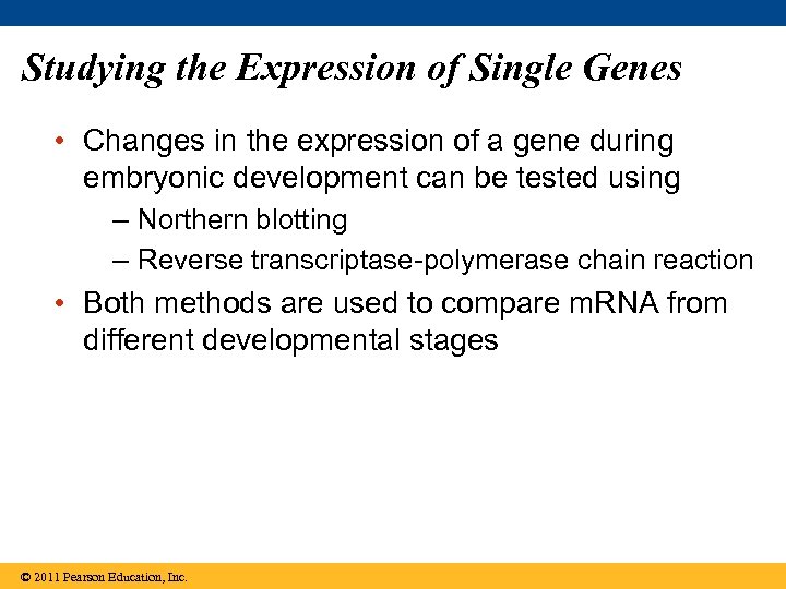 Studying the Expression of Single Genes • Changes in the expression of a gene