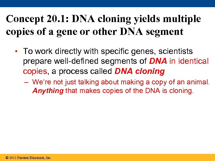 Concept 20. 1: DNA cloning yields multiple copies of a gene or other DNA