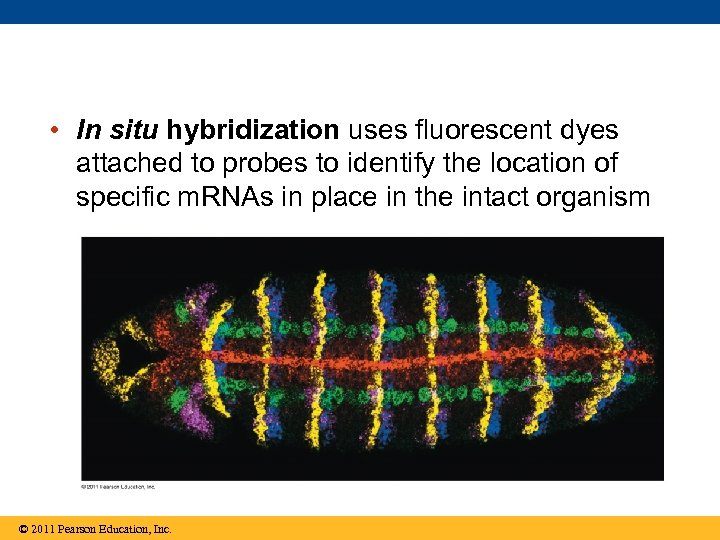  • In situ hybridization uses fluorescent dyes attached to probes to identify the