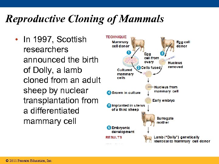Reproductive Cloning of Mammals • In 1997, Scottish researchers announced the birth of Dolly,