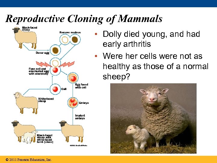 Reproductive Cloning of Mammals • Dolly died young, and had early arthritis • Were
