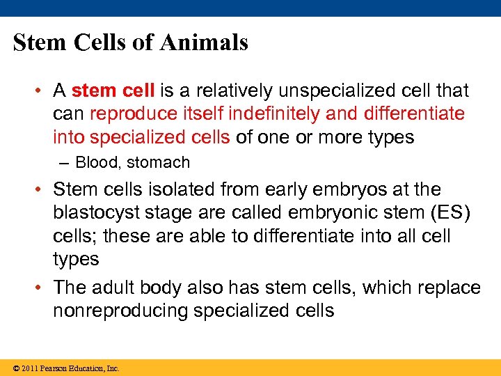 Stem Cells of Animals • A stem cell is a relatively unspecialized cell that