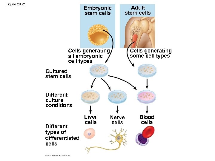 Figure 20. 21 Embryonic stem cells Adult stem cells Cells generating some cell types
