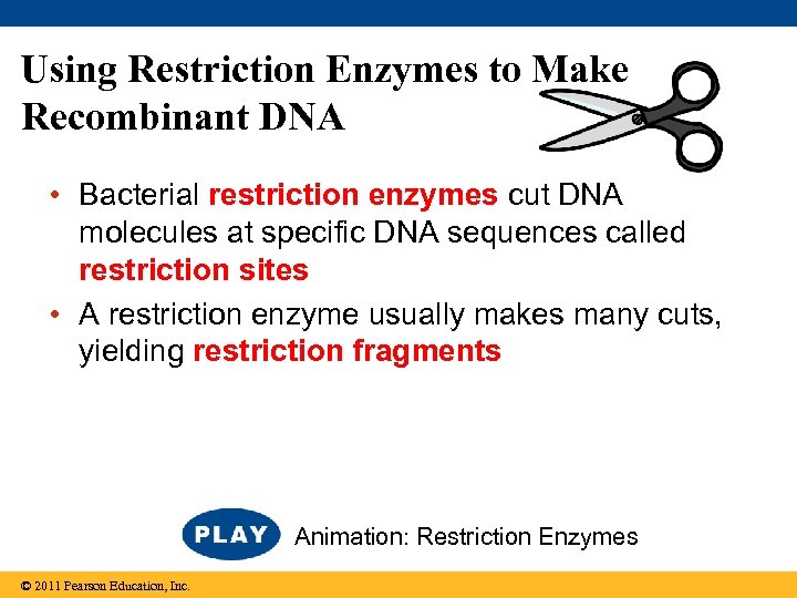 Using Restriction Enzymes to Make Recombinant DNA • Bacterial restriction enzymes cut DNA molecules