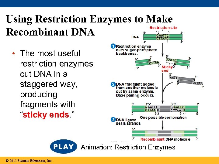 Using Restriction Enzymes to Make Recombinant DNA • The most useful restriction enzymes cut