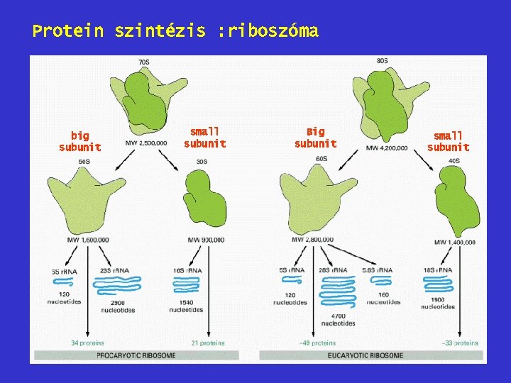 Protein szintézis : riboszóma big subunit small subunit Big subunit small subunit 