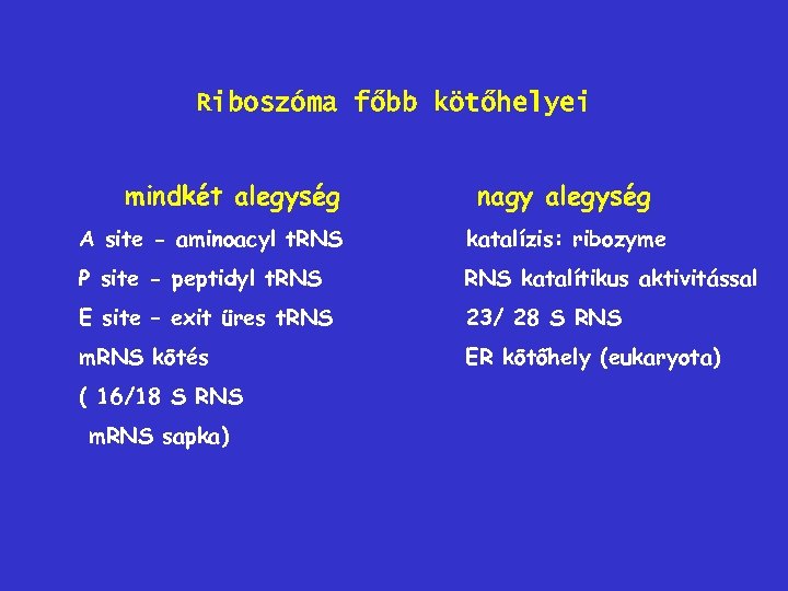 Riboszóma főbb kötőhelyei mindkét alegység nagy alegység A site - aminoacyl t. RNS katalízis: