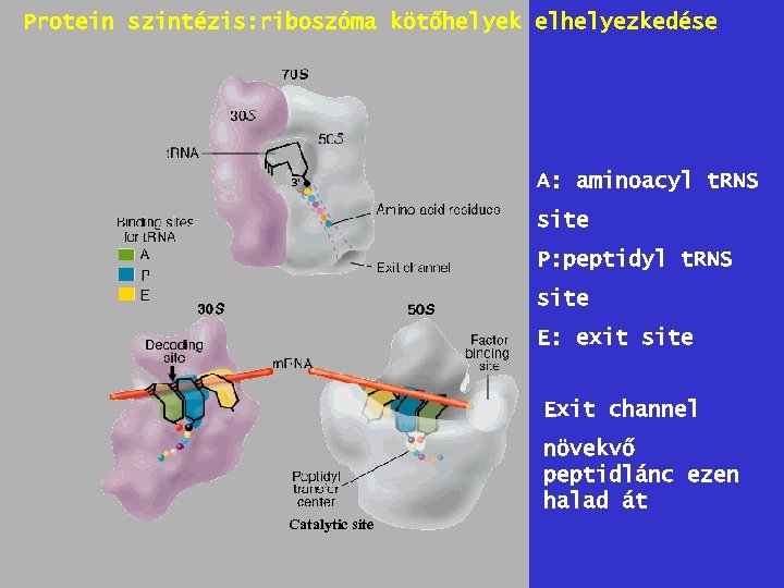 Protein szintézis: riboszóma kötőhelyek elhelyezkedése A: aminoacyl t. RNS site P: peptidyl t. RNS