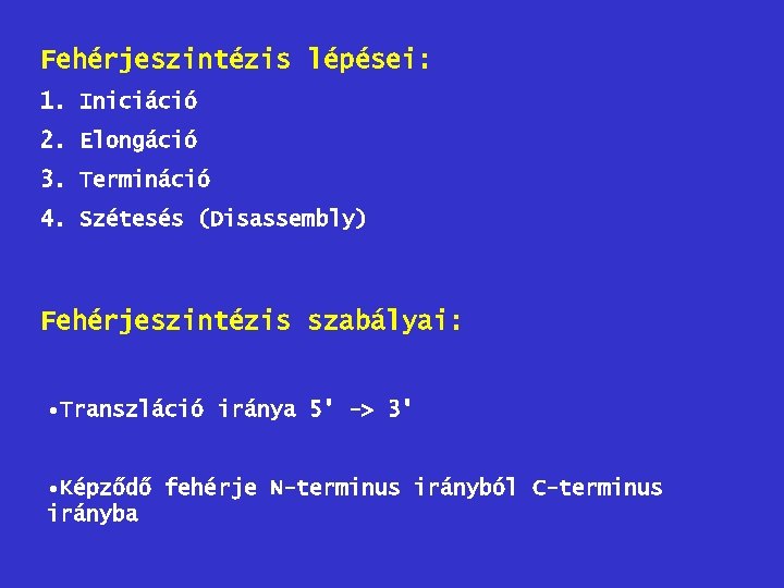 Fehérjeszintézis lépései: 1. Iniciáció 2. Elongáció 3. Termináció 4. Szétesés (Disassembly) Fehérjeszintézis szabályai: •