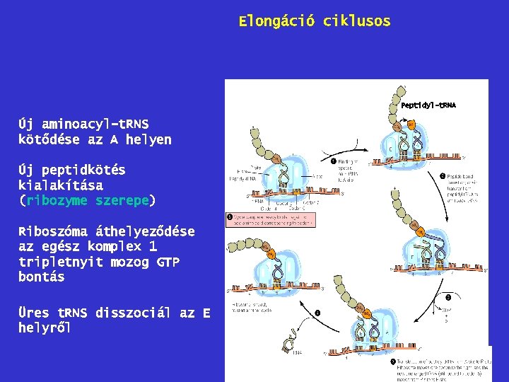 Elongáció ciklusos Peptidyl-t. RNA Új aminoacyl-t. RNS kötődése az A helyen Új peptidkötés kialakítása