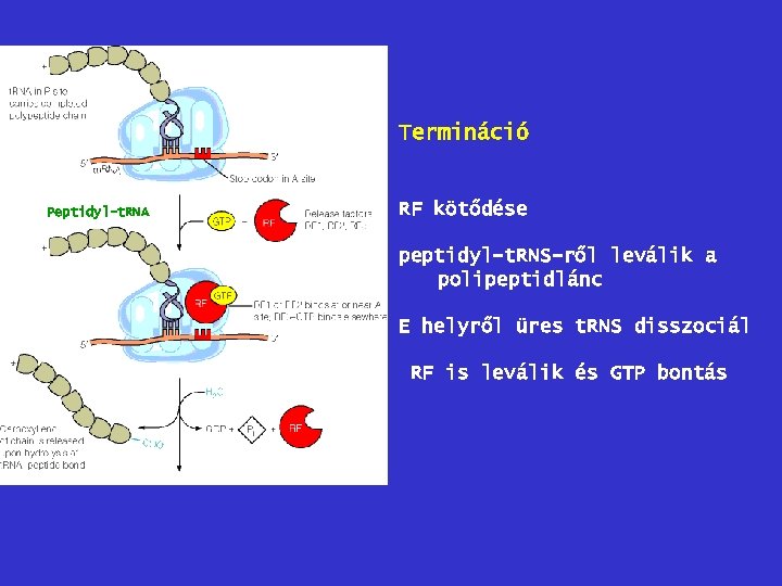 Termináció Peptidyl-t. RNA RF kötődése peptidyl-t. RNS-ről leválik a polipeptidlánc E helyről üres t.