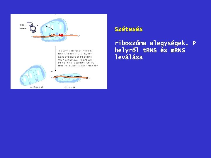 Szétesés riboszóma alegységek, P helyről t. RNS és m. RNS leválása 
