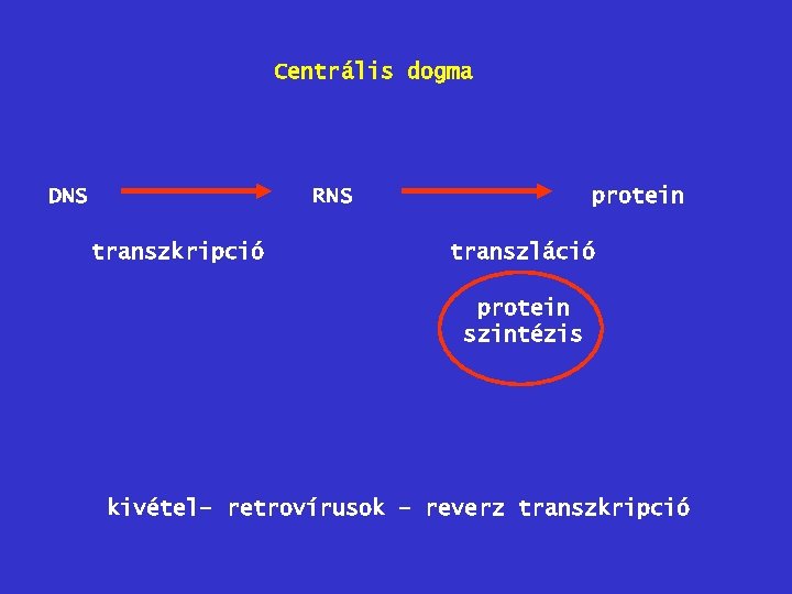 Centrális dogma DNS RNS transzkripció protein transzláció protein szintézis kivétel– retrovírusok – reverz transzkripció